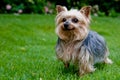 Yorkshire terrier Royalty Free Stock Photo