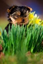 Yorkshire Terrier Royalty Free Stock Photo
