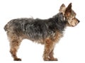 Yorkshire Terrier, 14 and a half years old Royalty Free Stock Photo