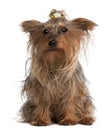 Yorkshire Terrier, 14 years old, sitting Royalty Free Stock Photo