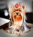 Yorkshire Terrier Royalty Free Stock Photo