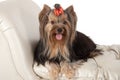 Yorkshire terrier. Royalty Free Stock Photo