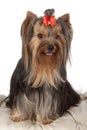 Yorkshire terrier. Royalty Free Stock Photo