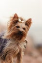 Yorkshire terrier Royalty Free Stock Photo