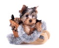 Yorkshire terrier Royalty Free Stock Photo