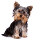 Yorkshire terrier Royalty Free Stock Photo