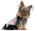 Yorkshire Terrier, 2 years old, dressed up a Royalty Free Stock Photo