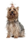 Yorkshire Terrier, 2 years old, sitting Royalty Free Stock Photo