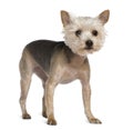 Yorkshire Terrier, 2 years old, standing Royalty Free Stock Photo