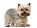 Yorkshire terrier, 3 years old Royalty Free Stock Photo