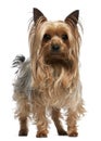 Yorkshire Terrier, 3 years old, standing Royalty Free Stock Photo