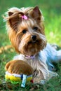 Yorkshire Terrier