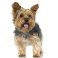 Yorkshire Terrier (4 years) Royalty Free Stock Photo