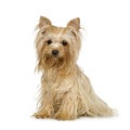 Yorkshire Terrier Royalty Free Stock Photo