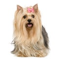 Yorkshire Terrier (6 years) Royalty Free Stock Photo