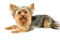 Yorkshire terrier Royalty Free Stock Photo