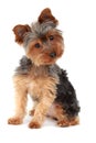 Yorkshire terrier Royalty Free Stock Photo