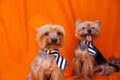 The Yorkshire Terrier, aka Yorkie, smallest of the terriers Royalty Free Stock Photo