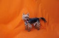 The Yorkshire Terrier, aka Yorkie, smallest of the terriers Royalty Free Stock Photo