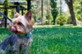 Yorkshire Terrier on a green grass in the park in autumn Royalty Free Stock Photo