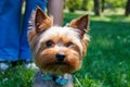 Yorkshire Terrier on a green grass in the park in autumn Royalty Free Stock Photo