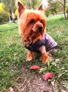 Yorkshire terrier in autumn park Royalty Free Stock Photo