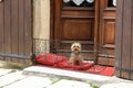 Yorkshire Terrier on a balcony Royalty Free Stock Photo