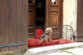 Yorkshire Terrier on a balcony Royalty Free Stock Photo