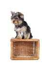 Yorkshire terrier on the baske Royalty Free Stock Photo