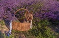 Yorkshire Terrier in a basket in a lavender field