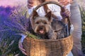 Yorkshire Terrier in a basket in a lavender field Royalty Free Stock Photo