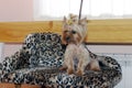 Yorkshire terrier sits on a small sofa