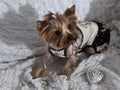 Yorkshire terrier