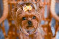 Yorkshire terrier, a bit and a lovely doggie in a festive Christmas