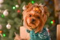 Yorkshire terrier, a bit and a lovely doggie in a festive Christmas and New Year`s interior against the background of a Christmas