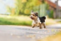 Yorkshire terrier bitch running along an asphalt road in a picturesque village in europe