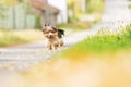 Yorkshire terrier bitch running along an asphalt road in a picturesque village in europe