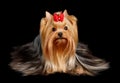 The Yorkshire Terrier on the black background Royalty Free Stock Photo