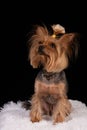 Yorkshire terrier on black background