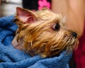 A Yorkshire Terrier in a blue towel dries after washing its fur in an animal salon