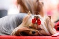 A Yorkshire Terrier breed dog is napping on a red bedding.