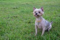 Yorkshire terrier breed dog sits on green grass and looks up Royalty Free Stock Photo