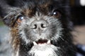 Yorkshire Terrier Bulldog Mix black with red color looking at the camera, close-up