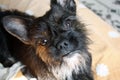 Yorkshire Terrier Bulldog Mix black with red color looking at the camera, close-up