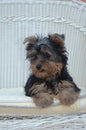 Cute Yorkshire Terrier puppy purebred dog resting on the chair Royalty Free Stock Photo