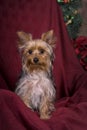 Yorkshire Terrier Christmas Portrait Royalty Free Stock Photo