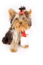 Yorkshire terrier with christmas scarf -dog