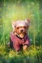 Yorkshire Terrier close up portrait