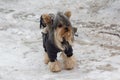 Yorkshire terrier in clothes on a walk in the winter park Royalty Free Stock Photo