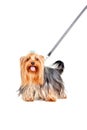 Yorkshire Terrier with collar Royalty Free Stock Photo